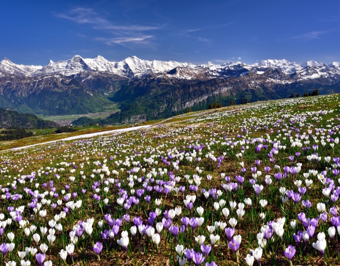 My Event in Switzerland Interlaken